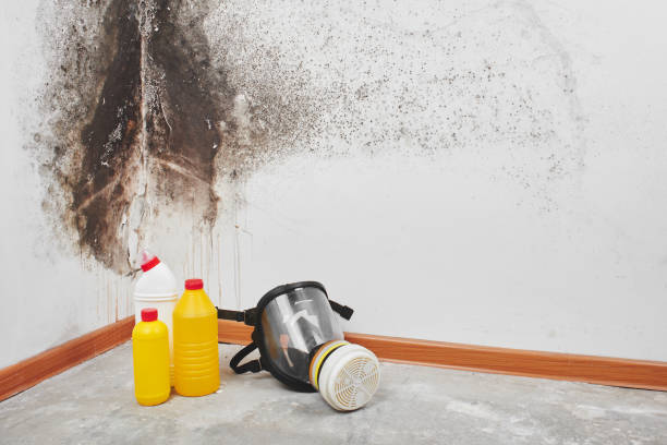 Best Mold Cleaning Services  in Wheeler Af, HI