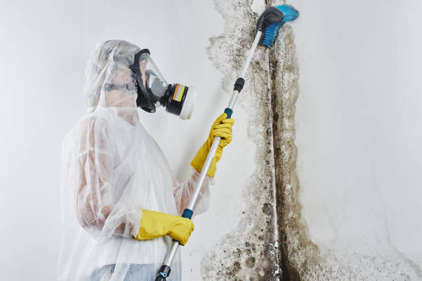 Reliable Wheeler Af, HI Mold Removal Solutions