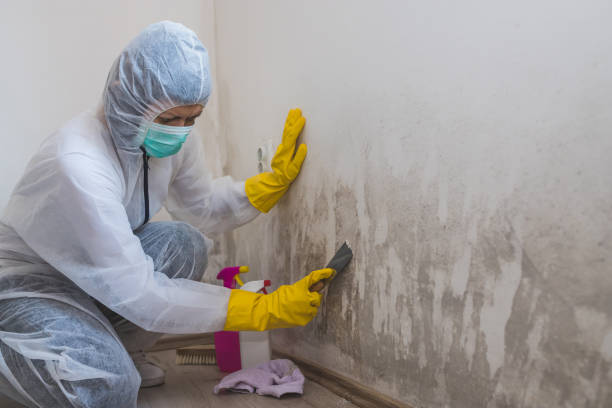 Best Residential Mold Removal  in Wheeler Af, HI