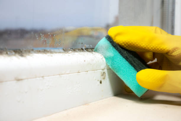 Best Best Mold Removal Companies  in Wheeler Af, HI