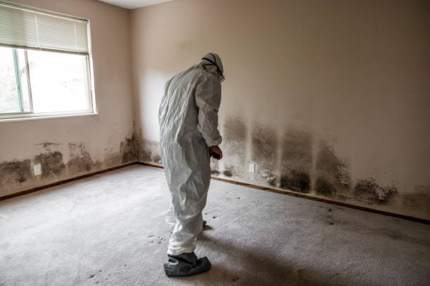 Home Mold Removal