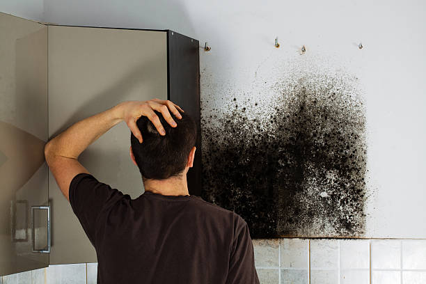 Best Local Mold Removal Service  in Wheeler Af, HI